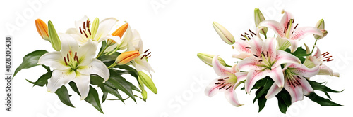 Collection of real elegant blooming lily with buds isolated on white background