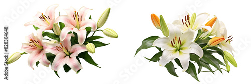 Collection of real elegant blooming lily with buds isolated on white background