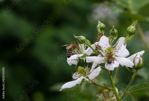 Pszczoły na białych kwiatach ostrężyny