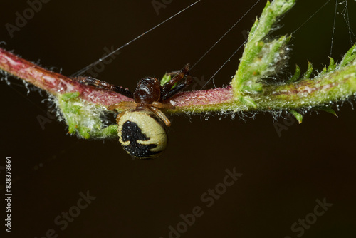 araña Napoleón, araña cangrejo, (Synema globosum)