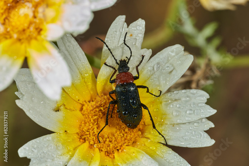 escarabajo de collar rojo (Dinoptera collaris)