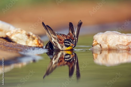 African Golden breasted Bunting bathing in waterhole with reflection in Kruger National park, South Africa ; Specie Fringillaria flaviventris family of Emberizidae