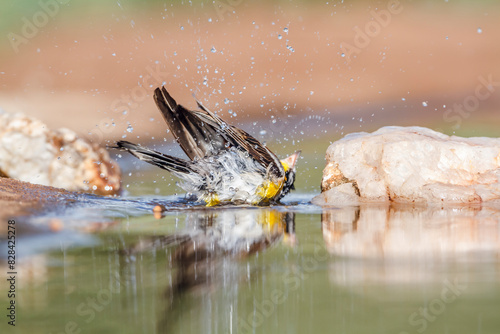 African Golden breasted Bunting bathing in waterhole in Kruger National park, South Africa ; Specie Fringillaria flaviventris family of Emberizidae
