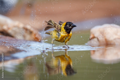 Lesser Masked Weaver male bathing in waterhole with reflection in Kruger National park, South Africa ; Specie Ploceus intermedius family of Ploceidae