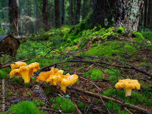 Wild edible golden chanterelle mushrooms (Cantharellus cibarius) in the moss in a forest