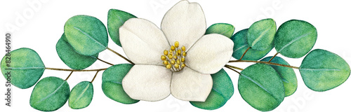 Watercolor hand drawn white jasmine flowers