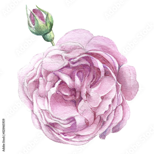 Rose flowers. Hand-drawn illustration done with watercolor pencils. Use printed materials, signs, objects, websites, maps.
