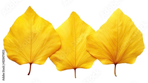 Three yellow autumn gingko tree leaves UHD Wallpaper
