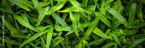 Tarragon texture background, estragon leaf banner, Artemisia dracunculus pattern, fresh herbal leaves