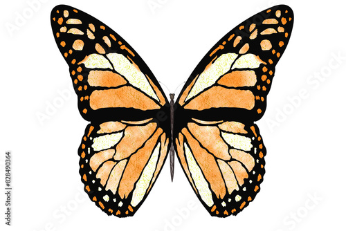 PNG. Trasparente. Farfalla colorata vola con le ali aperte su sfondo bianco..