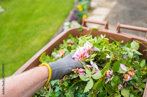 Gardener seen putting cut pink roses into a brown, garden waste wheelie bin. Old roses have been cut to facilitate new growth in the summer garden.