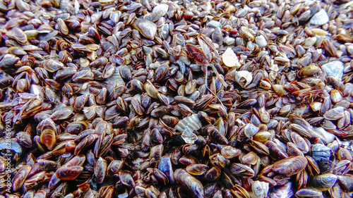 Shells of marine bivalve mollusks in storm discharges - Monodacna sp., Cerastoderma sp., Mytilaster lineatus