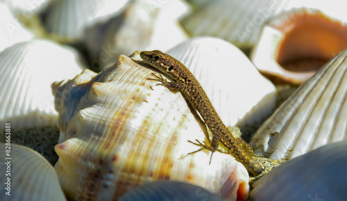 A lizard with an amputated tail sits on a Rapana venosa shell on the Black Sea coast