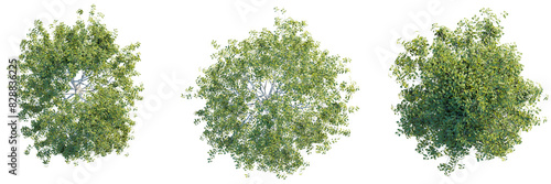 Betula pendula tree top view, tree plan 4k png cutout