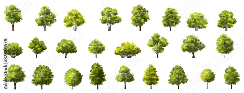 Vector watercolor of tree side view isolated on white background for landscape and architecture drawing, elements for environment and garden, painting botanical for section