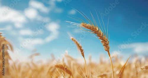 stalk wheat, golden harvest, grain culture, sown wheat field with beautiful blue sky and clouds