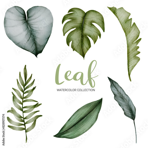 Watercolor vector plant illustration