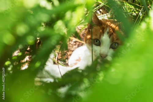 Hauskatze liegt im Garten zwischen Pflanzen