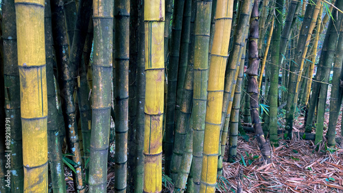 bambusa vulgaris or yellow bamboo, growing in tropical forest, in botanical garden