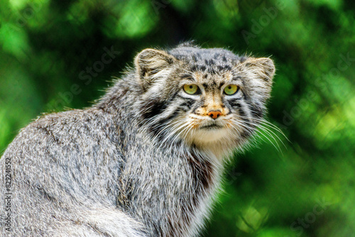 Portrait felis manul wild cat animal close up. Otocolobus manul or Pallas cat one of most beautiful cats. Cute manul kitten looking at camera sitting in zoo. Adorable pallas cat - animal theme concept