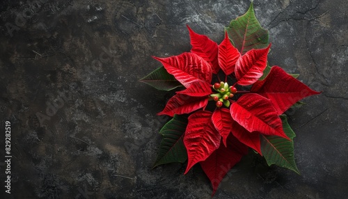 Top down view of a close up Christmas Star flower on a table