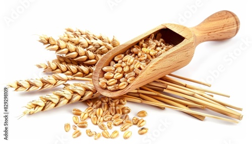Wheat grains and spikes isolated on white Symbolizing food supply vegetarian diet carbs and nutrients
