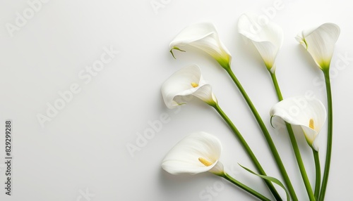 White calla lilies separated on a white backdrop with room for text