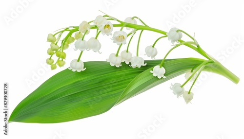 White lily of the valley blossom isolated on white in May