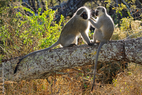 A pair of backlit vervet monkeys (Cercopithecus aethiops) sitting in a tree, South Africa.