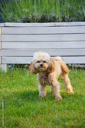 Mały beżowy piesek pies rasy maltipoo stojący na trawniku w ogrodzie