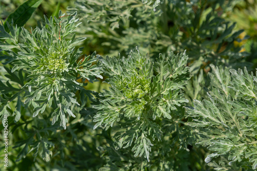 Silver green Wormwood leaves background. Artemisia absinthium, absinthe wormwood plant in herbal kitchen garden, close up, macro