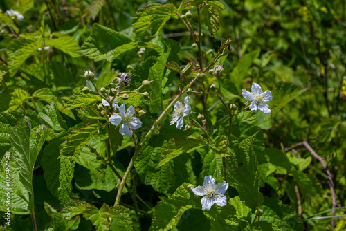 Flower of European dewberry Rubus caesius in the summer