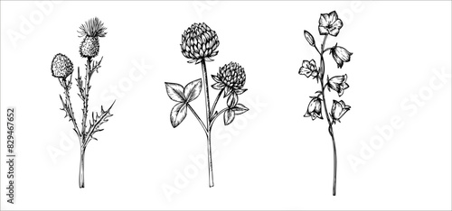 Vector set of clover and bluebell, Burdock wildflowers. Hand painted meadow flowers. Graphic trefoil isolated on background. Botanical and wedding illustration. For designers, invitations, decoration