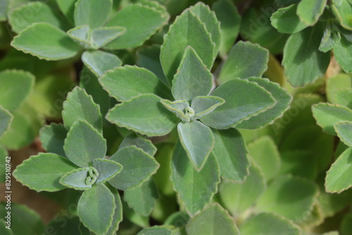  leaves of Coleus caninus, also known as Plectranthus caninus. It is a herb from the mint family Lamiaceae.