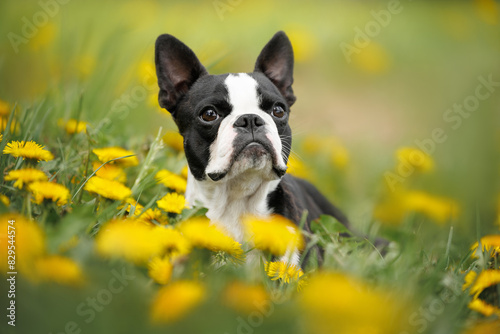 boston terrier dog lying down on a field with dandelions
