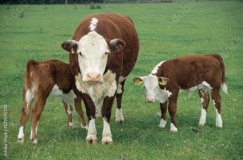 Horizontal image. Hereford cow with twin calves in a grass meadow. One calf suckling. Location: Norfolk UK Europe 2001