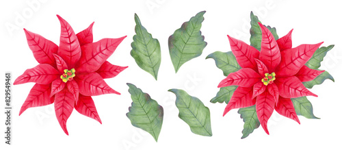 Christmas star poinsettia, red flower with and without leaves. Botanical clipart. Illustration with watercolor and marker. Hand drawn isolated art. Festive design for Christmas and New Year