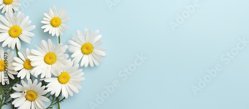 Camomile flowers on a soft pastel backdrop ideal for seasonal cards blogs posters and web design photographed from above with copy space image