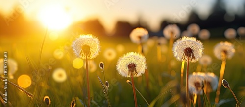 Close up horizontal image of deflowered dandelions in a meadow under the setting sun with a focus on macro details Asteraceae Family copy space image