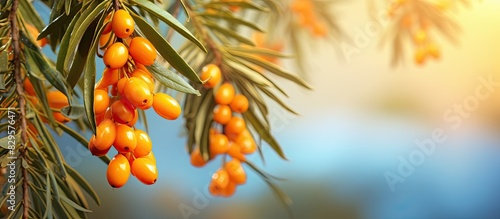 Close up of sea buckthorn berries on a tree with a blurred background Hippophae rhamnoides image with copy space