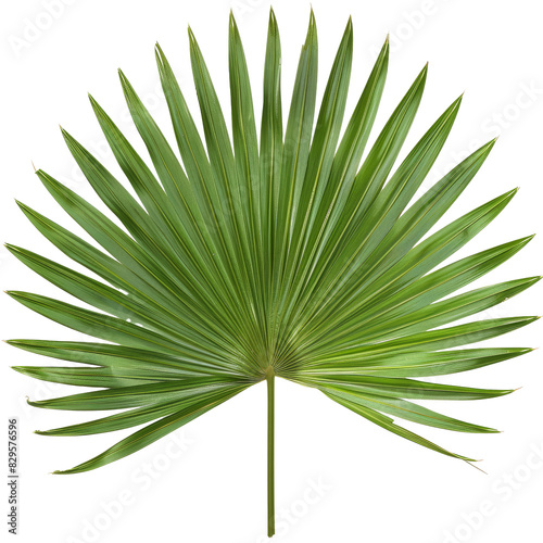 Sabal Palm Leaf, single object, Di-Cut PNG style, ISOLATED transparent background