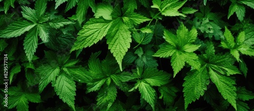 Top view of a bush of stinging nettles with nettle leaves creating a botanical pattern of greenery in the image with copy space