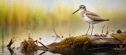 Common Sandpiper also known as Actitis hypoleucos shown in a natural setting with a blank background for copy space image