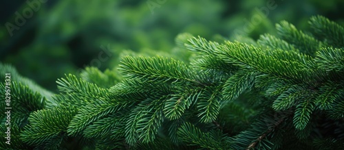 Fluffy evergreen coniferous tree leaves against a copy space image