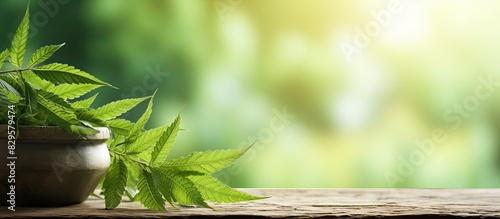 Neem leaves with natural medicinal properties displayed in an outdoor setting with a blank space for text or other elements perfect for advertising a natural medicine product. Copy space image