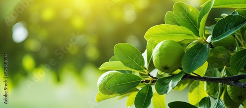 guava tree plant with its dense leaves against a natural background. Copy space image. Place for adding text and design