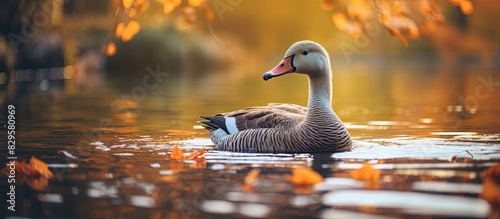 A wild goose enjoying the lake on a cozy autumn day with copy space image