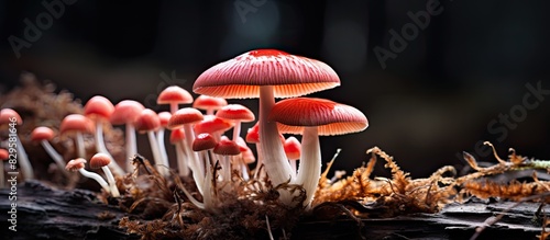 Rosy russula mushroom also known as Russula rosea or Russula lepida is a common fungus in the northern temperate zone shown in closeup in a copy space image