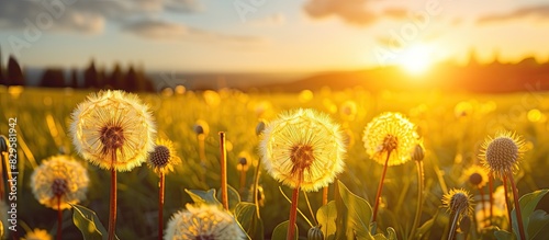 Close up horizontal image of deflowered dandelions in a meadow under the setting sun with a focus on macro details Asteraceae Family copy space image
