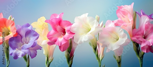 Colorful gladiolus flowers on a background with copy space image